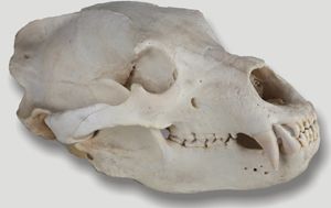 Lobanja samca rjavega medveda (Ursus arctos) iz Javornikov